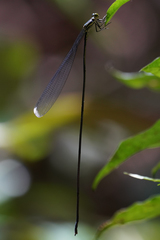 Mecistogaster linearis