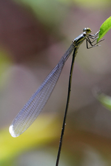 Mecistogaster linearis