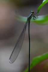 Mecistogaster linearis