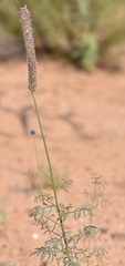 Dalea searlsiae