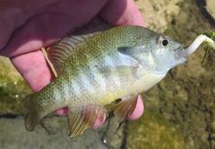Lepomis aquilensis