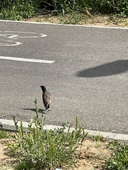 Acridotheres tristis