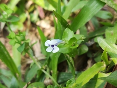 Lindernia rotundifolia