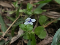 Lindernia rotundifolia