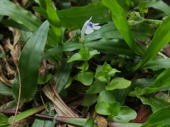 Lindernia rotundifolia
