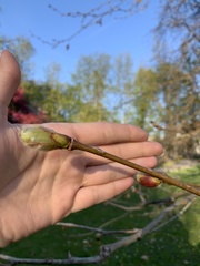 Phytoptus