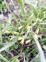 Gagea lutea