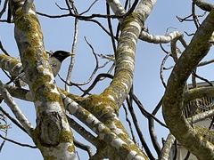 Acridotheres tristis