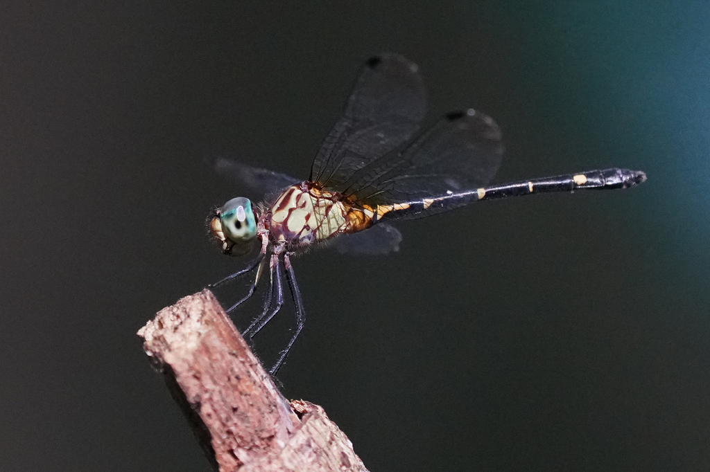Micrathyria spinifera