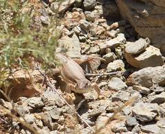 Acanthodactylus boskianus