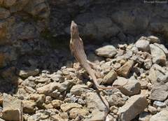 Acanthodactylus boskianus