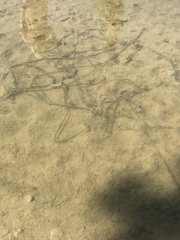 Bufotes viridis viridis