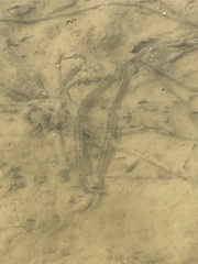 Bufotes viridis viridis