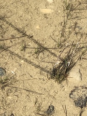 Bufotes viridis viridis