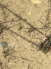 Bufotes viridis viridis