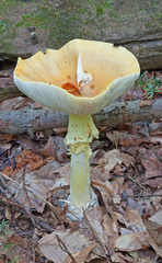Amanita arkansana