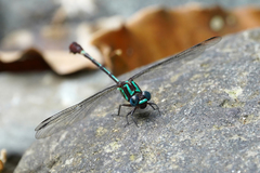 Erpetogomphus sabaleticus