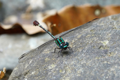 Erpetogomphus sabaleticus