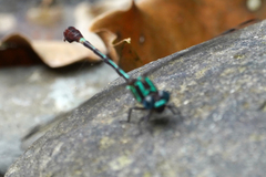 Erpetogomphus sabaleticus
