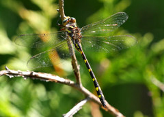 Cordulegaster bilineata