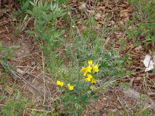 Image of Thermopsis divaricarpa by (c) Teresa Jegelewicz Mayfield-Meyer, some rights reserved (CC BY)