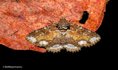 Zale sexplagiata