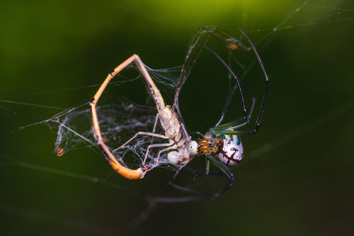 Mabel Orchard Orbweaver, Hobe Sound, FL, US, photo 10 of 10