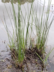 Juncus filiformis