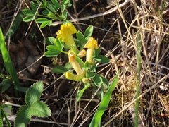 Chamaecytisus ratisbonensis