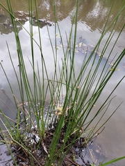 Juncus filiformis