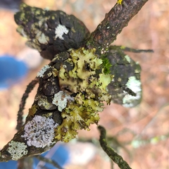 Tuckermanopsis americana