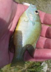 Lepomis aquilensis