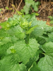 Alliaria petiolata