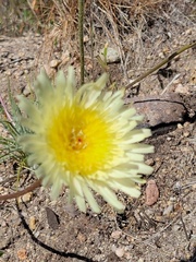 Malacothrix californica