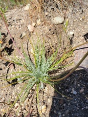 Malacothrix californica