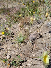 Malacothrix californica