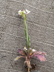 Lepidium virginicum menziesii