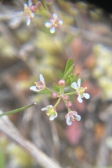 Lepidium virginicum menziesii