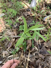 Polygonatum biflorum