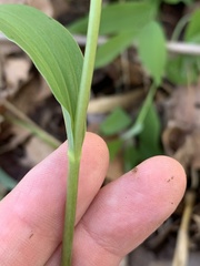 Polygonatum biflorum