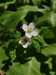 Cardamine waldsteinii