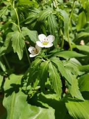 Cardamine waldsteinii