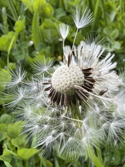 Taraxacum officinale