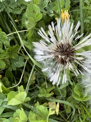 Taraxacum officinale