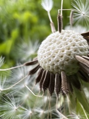 Taraxacum officinale