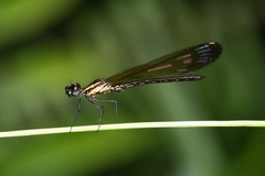 Aristocypha fenestrella