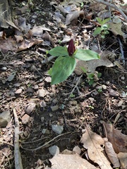 Trillium sessile
