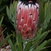 Protea neriifolia - Photo (c) Jon Sullivan, μερικά δικαιώματα διατηρούνται (CC BY)