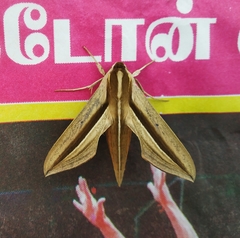 Theretra silhetensis