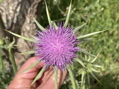 Silybum marianum
